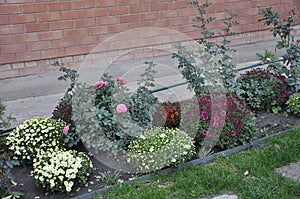 Flowers garden chrysanthemums. Chrysanthemums in the garden.