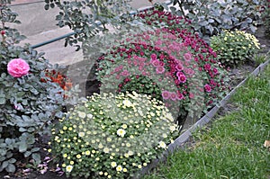 Flowers garden chrysanthemums. Chrysanthemums in the garden.