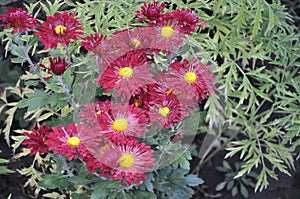 Flowers garden chrysanthemums. Chrysanthemums in the garden.