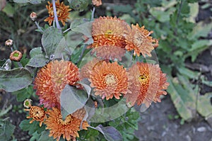 Flowers garden chrysanthemums. Chrysanthemums in the garden.