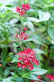 Flowers in the garden contryside thailand