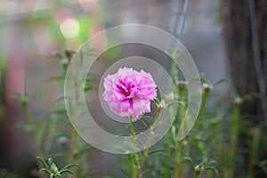 Flowers in the garden contryside thailand