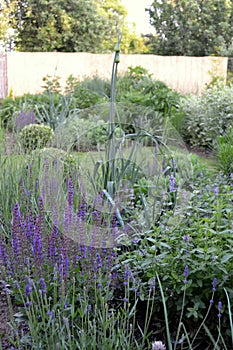 Flowers garden with different species of perennials and herbs