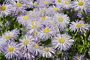 Flowers of the Garden Fleabane or Meadow Fleabane Erigeron speciosus