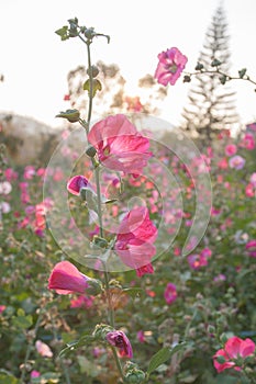 flowers in the garden flowers holly hock hollyhock pink