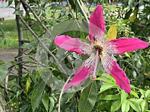 Flowers, garden, flowers from my garden, joy, colorful flowers, red, yellow, pink, my flowers.