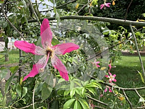 Flowers, garden, flowers from my garden, joy, colorful flowers, red, yellow, pink, my flowers.