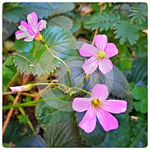 Flowers, garden, flowers from my garden, joy, colorful flowers, red, yellow, pink, my flowers.