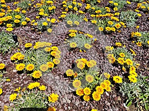 Flowers Garden.Gazania Rigens flowers