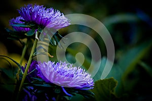 Flowers in the garden.