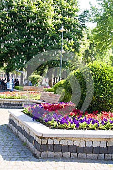 Flowers garden Hippodrome Park Istanbul photo