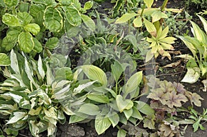 Flowers garden hostas. Hostas in the garden.