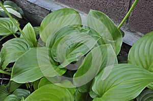 Flowers garden hostas. Hostas in the garden.