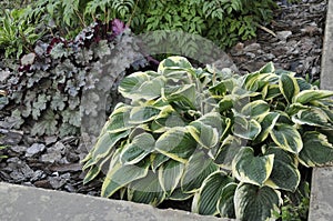 Flowers garden hostas. Hostas in the garden.