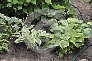 Flowers garden hostas. Hostas in the garden.