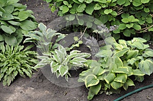 Flowers garden hostas. Hostas in the garden.