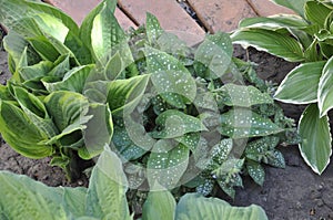 Flowers garden hostas. Hostas in the garden.