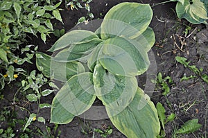 Flowers garden hostas. Hostas in the garden.