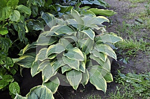 Flowers garden hostas. Hostas in the garden.