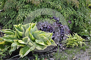 Flowers garden hostas. Hostas in the garden.