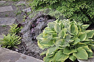 Flowers garden hostas. Hostas in the garden.