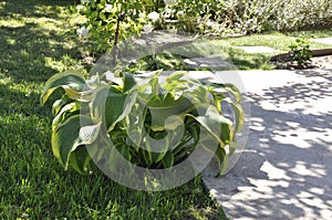 Flowers garden hostas. Hostas in the garden.