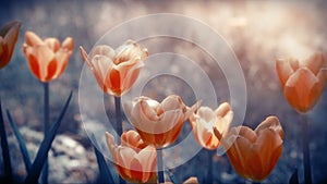 Flowers in Garden with Indigo Background