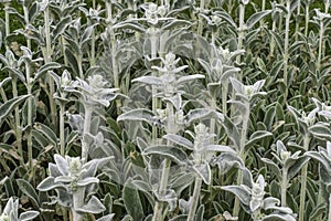 Flowers in the Garden. Lambs Ears, Stachys Byzantina or Stachys Olympica