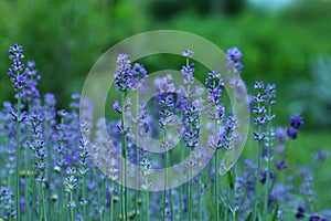 Flowers of garden lavander Lavandula angustifolia