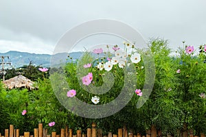 Flowers Garden on mountain