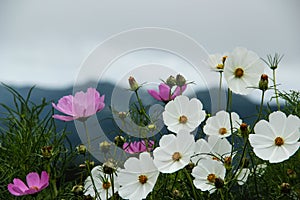 Flowers Garden on mountain