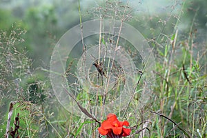 Flowers garden natue forest