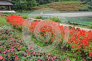 Flowers garden in Phu phing palace Chiang mai