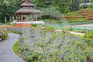 Flowers garden in Phu phing palace Chiang mai