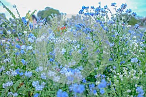 Flowers garden in Phu phing palace Chiang mai