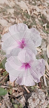 Flowers garden pink colour attractiveness