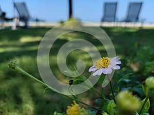 Flowers Garden plants green natural flowers pink white beach