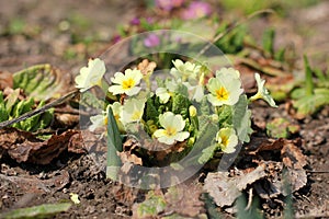 Flowers in the garden. Primrose