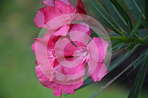 Flowers in the Garden After the Rain