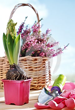 Flowers and garden shovel