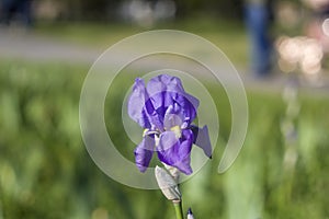 Flowers in the garden. Spring . blue flower iris flower green background . grass.