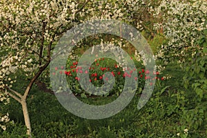 Flowers in the garden