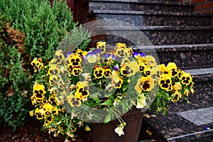 Flowers in garden on summer time