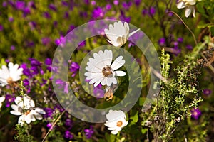 Flowers in the garden on a sunny day