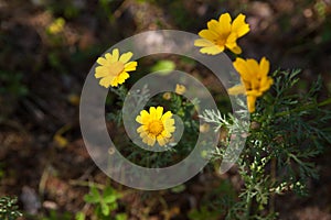 Flowers in the garden on a sunny day