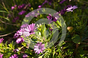 Flowers in the garden on a sunny day