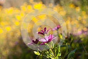 Flowers in the garden on a sunny day