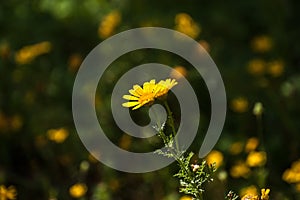 Flowers in the garden on a sunny day