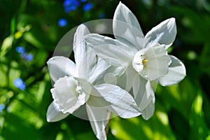 Flowers in the garden under spring and summer photo