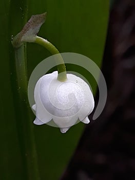 Flowers Garden white color spring